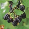 Blackberry 'Navaho'
