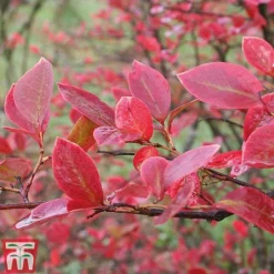 Blueberry 'Chandler' 8 Blueberry 'Chandler' -Fresh Sprout BLUE AUTUMNFOL B2