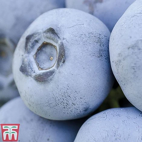 Blueberry 'Chandler' 2 Blueberry 'Chandler' - Image 2