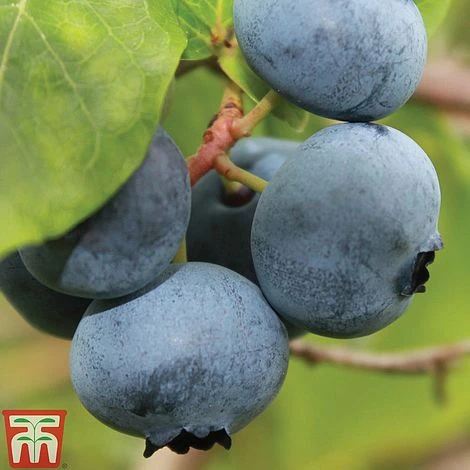 Blueberry 'Brigitta' (Late Season) 2 Blueberry 'Brigitta' (Late Season) - Image 2