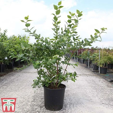 Blueberry 'Goldtraube 71' 2 Blueberry 'Goldtraube 71' - Image 2