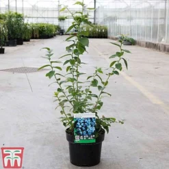 Blueberry 'Spartan' -Fresh Sprout BLUE TKA3660 B