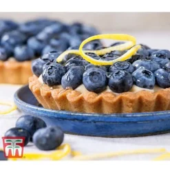 Blueberry 'Spartan' -Fresh Sprout BLUE TKA3660 CC