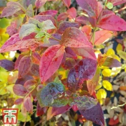 Blueberry 'Spartan' -Fresh Sprout BLUE TKA3660 DD