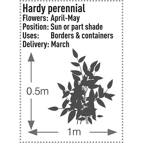 Brunnera Macrophylla 'Jack Frost' 7 Brunnera Macrophylla 'Jack Frost' - Image 7