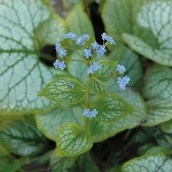 Brunnera Macrophylla 'Jack Frost' 10 Brunnera Macrophylla 'Jack Frost' -Fresh Sprout BRUN t57542 C