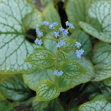 Brunnera Macrophylla 'Jack Frost' 4 Brunnera Macrophylla 'Jack Frost' - Image 4