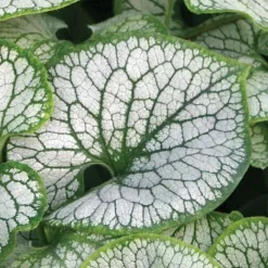 Brunnera Macrophylla 'Jack Frost' 12 Brunnera Macrophylla 'Jack Frost' -Fresh Sprout BRUN t57542 D