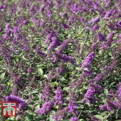 Buddleja 'Blue Chip' -Fresh Sprout BUDD T63578 C