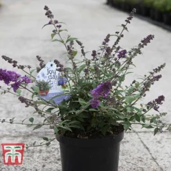 Buddleja 'Blue Chip' -Fresh Sprout BUDD T63578 D