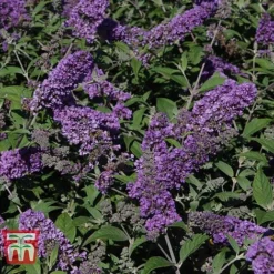 Buddleja 'Blue Chip' -Fresh Sprout BUDD T63578 E