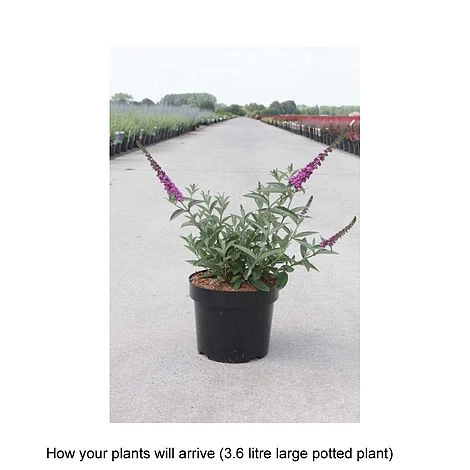 Buddleja 'Lo & Behold - Purple Chip' 2 Buddleja 'Lo & Behold - Purple Chip' - Image 2