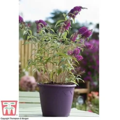 Buddleja 'Buzz® Velvet' 7 Buddleja 'Buzz® Velvet' -Fresh Sprout BUDD T77369 D