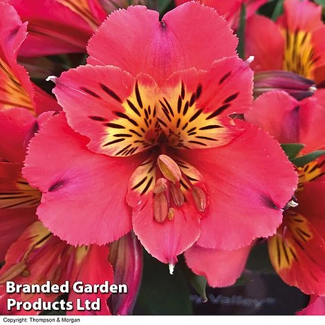 Alstroemeria 'Valley' Collection (Summer Paradise Series) 2 Alstroemeria 'Valley' Collection (Summer Paradise Series) - Image 2