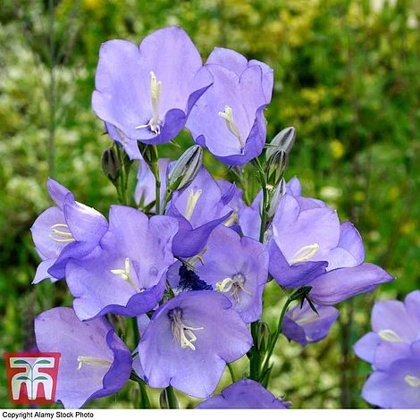 Campanula Persicifolia 'Caerulea' 2 Campanula Persicifolia 'Caerulea' - Image 2