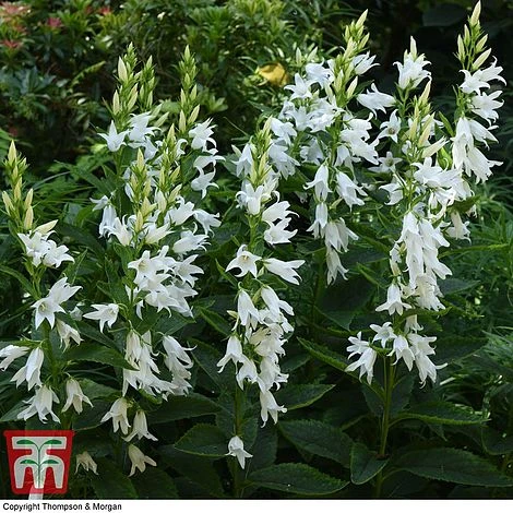 Campanula Lactiflora 'Loddon Anna' 2 Campanula Lactiflora 'Loddon Anna' - Image 2