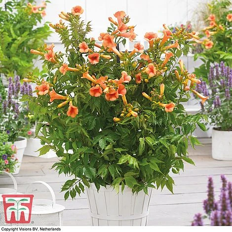 Campsis X Tagliabuana 'Indian Summer' 2 Campsis X Tagliabuana 'Indian Summer' - Image 2