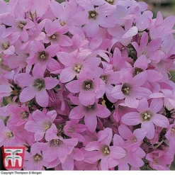 Campanula Lactiflora 'Dwarf Pink'