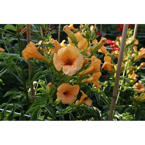 Campsis X Tagliabuana 'Yellow Trumpet' 2 Campsis X Tagliabuana 'Yellow Trumpet' - Image 2