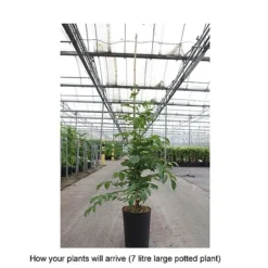 Campsis X Tagliabuana 'Yellow Trumpet' 8 Campsis X Tagliabuana 'Yellow Trumpet' -Fresh Sprout CAMP T67892 B h