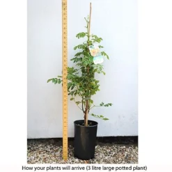 Campsis X Tagliabuana 'Yellow Trumpet' 9 Campsis X Tagliabuana 'Yellow Trumpet' -Fresh Sprout CAMP T67892 C h