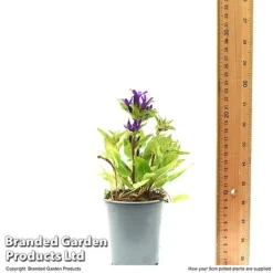 Campanula Glomerata 'Blue Crown' 11 Campanula Glomerata 'Blue Crown' -Fresh Sprout CAMP BLUECR9CM T49370