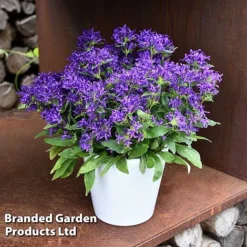 Fresh Sprout -Fresh Sprout CAMP BLUECROWN S34313