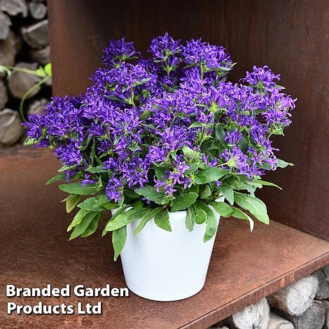 Campanula Glomerata 'Blue Crown' 2 Campanula Glomerata 'Blue Crown' - Image 2