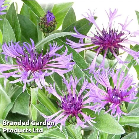 Centaurea Montana Amethyst Dream 1 Centaurea Montana Amethyst Dream