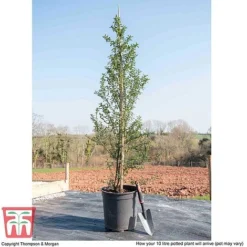 Ceanothus 'Concha' -Fresh Sprout CEON KB3922 L