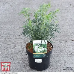 Choisya X Dewitteana 'White Dazzler' -Fresh Sprout CHOI 62039 A