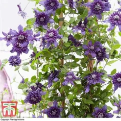 Clematis 'Kokonoe' -Fresh Sprout CLEM KA8209 E