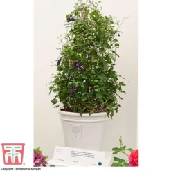 Clematis 'Kokonoe' -Fresh Sprout CLEM KA8209 RHS
