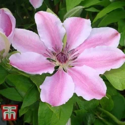 Clematis 'Nelly Moser' -Fresh Sprout CLEM T58049 B