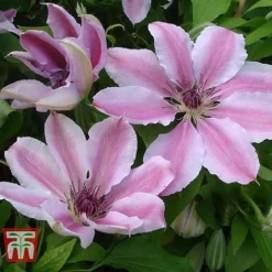 Clematis 'Nelly Moser' -Fresh Sprout CLEM T58049 C