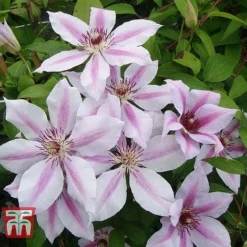 Clematis 'Nelly Moser' -Fresh Sprout CLEM T58049 D