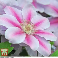 Clematis 'Nelly Moser' -Fresh Sprout CLEM T58049 E