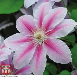 Clematis 'Nelly Moser' -Fresh Sprout CLEM T58049 F