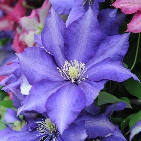 Clematis 'Daniel Deronda' 1 Clematis 'Daniel Deronda'