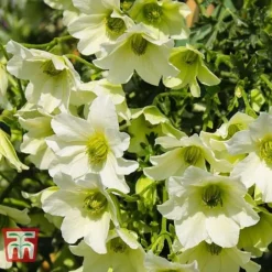 Clematis 'Early Sensation' -Fresh Sprout CLEM T59407 C