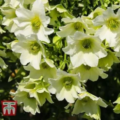 Clematis 'Early Sensation' -Fresh Sprout CLEM T59407 D