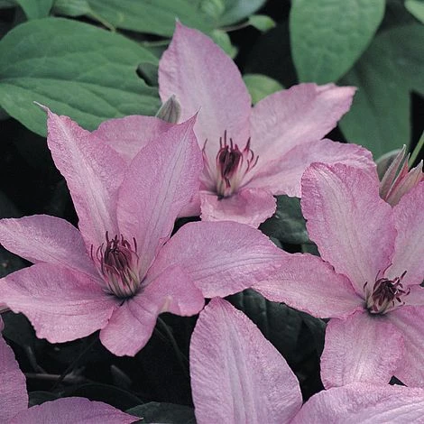 Clematis 'Hagley Hybrid' 1 Clematis 'Hagley Hybrid'