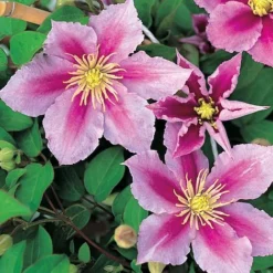 Clematis 'Piilu' -Fresh Sprout CLEM T59431 A h
