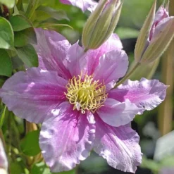 Clematis 'Piilu' -Fresh Sprout CLEM T59431 B h