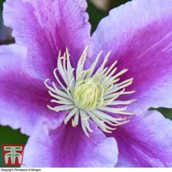 Clematis 'Piilu' -Fresh Sprout CLEM T59431 E