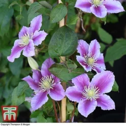Clematis 'Piilu' -Fresh Sprout CLEM T59431 G