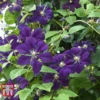 Clematis '&Eacute;toile Violette'