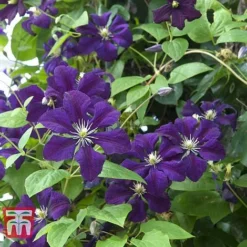Clematis '&Eacute;toile Violette'