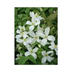 Clematis Montana 'Grandiflora' -Fresh Sprout CLEM T66150 A h