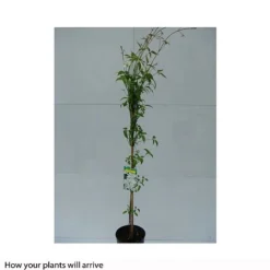 Clematis Montana 'Grandiflora' -Fresh Sprout CLEM T66150 B h